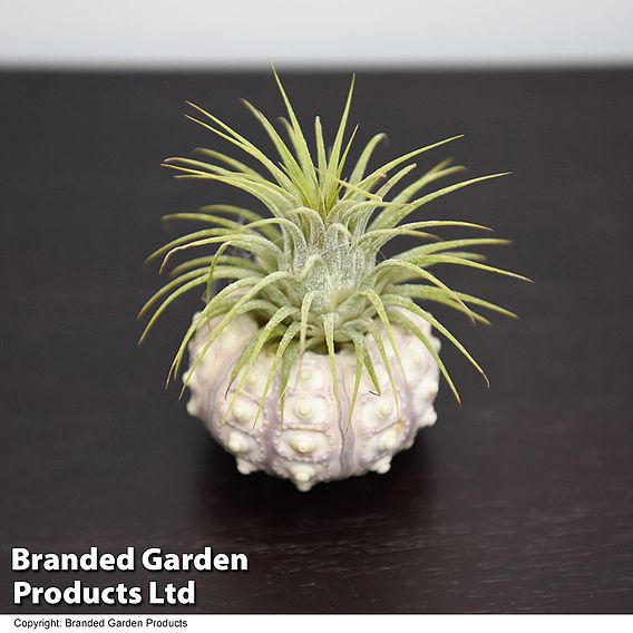 Air Plant (Tillandsia) in Sputnik Sea Urchin