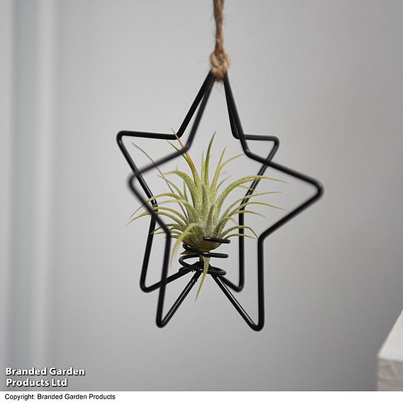 Hanging Air Plant (Tillandsia) - Gift