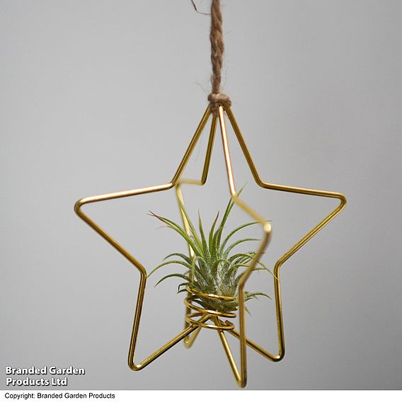 Hanging Air Plant (Tillandsia) - Gift