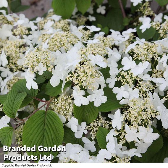 Viburnum plicatum f. tomentosum 'Mariesii'