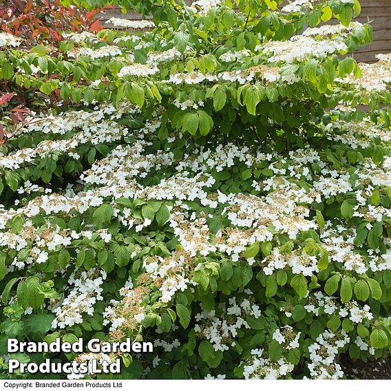 Viburnum plicatum f. tomentosum 'Mariesii'