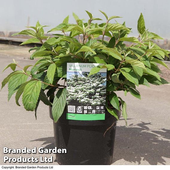 Viburnum plicatum f. tomentosum 'Mariesii'