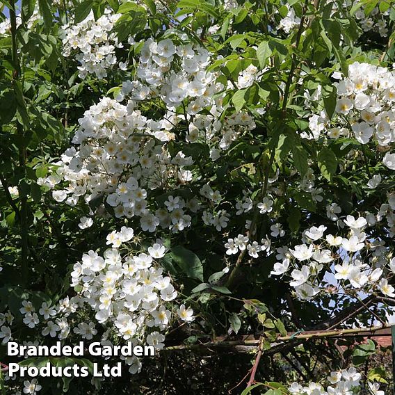 Rose filipes 'Kiftsgate' (Rambling Rose)