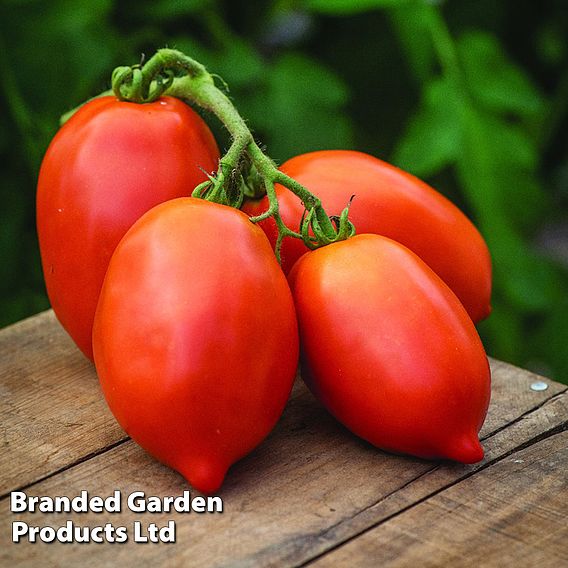 Tomato 'Big Mama' F1 - Seeds