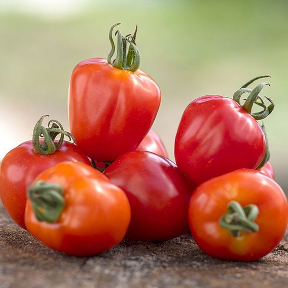 Tomato 'Fraise' - Seeds