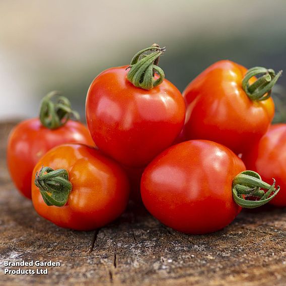 Tomato 'Fraise' - Seeds