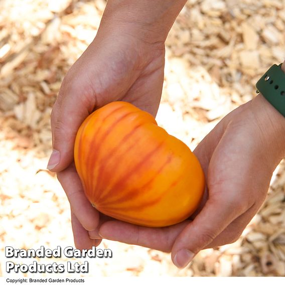 Tomato 'Gourmansun' (Grafted)