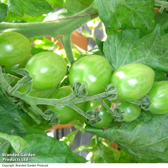 Tomato 'Green Zebra' (Indeterminate) - Organic Seeds