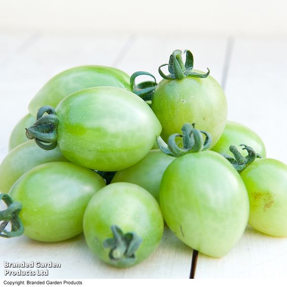 Tomato 'Green Zebra' (Indeterminate) - Organic Seeds