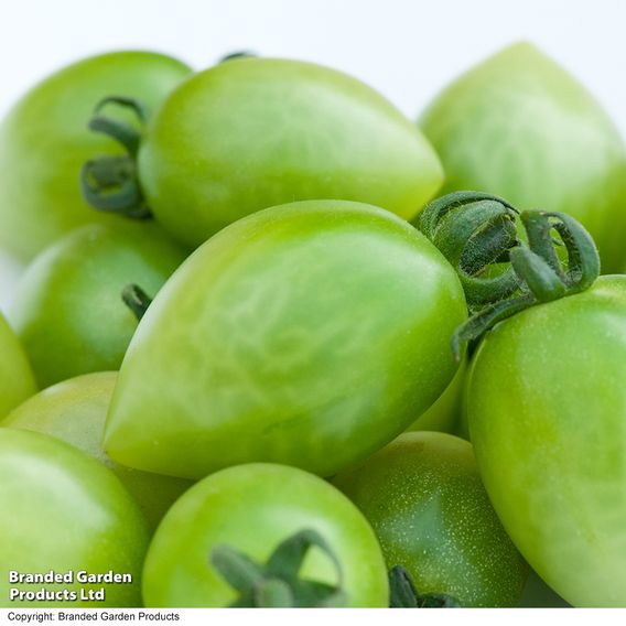 Tomato 'Green Zebra' (Indeterminate) - Organic Seeds