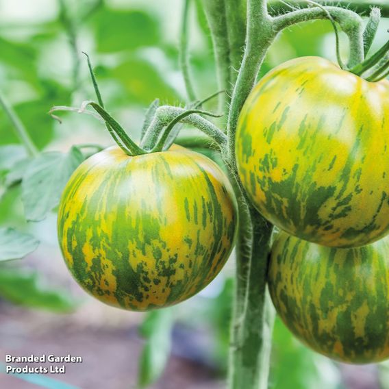 Tomato 'Green Zebra' (Indeterminate) - Organic Seeds