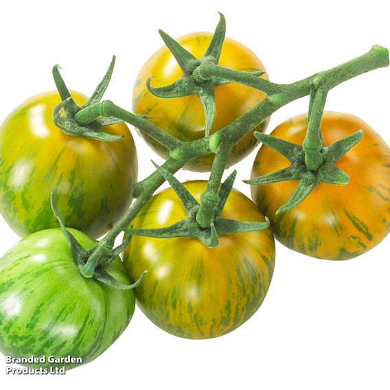 Tomato 'Green Zebra' (Indeterminate) - Organic Seeds