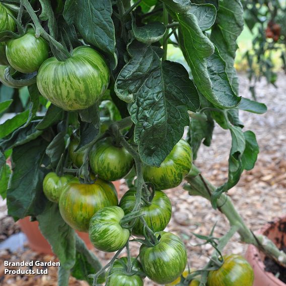 Tomato 'Green Zebra' (Indeterminate) - Organic Seeds