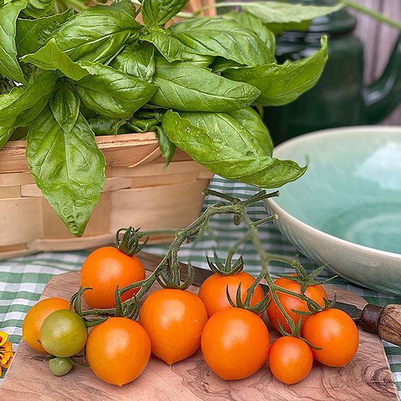 Tomato 'Merrygold' F1 - Seeds