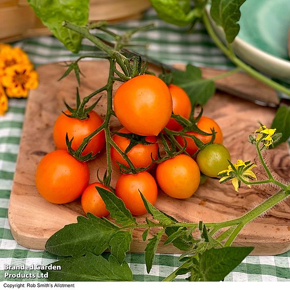 Tomato 'Merrygold' F1 - Seeds