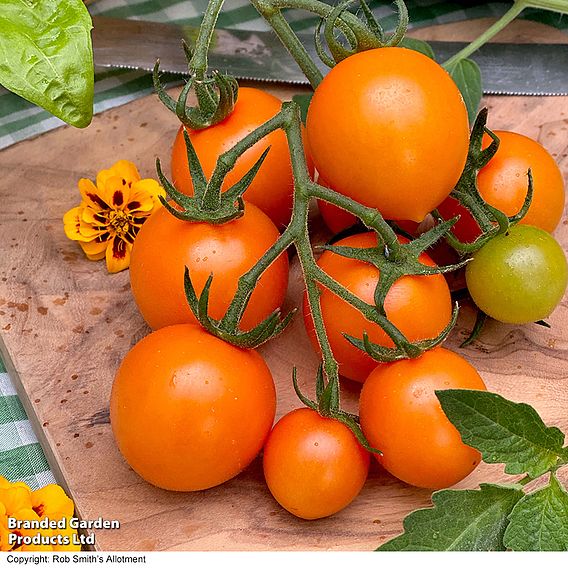 Tomato 'Merrygold' F1 - Seeds