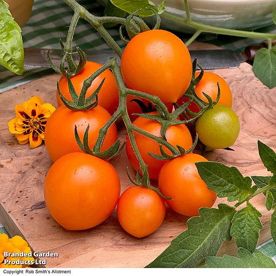 Tomato 'Merrygold' F1 - Seeds