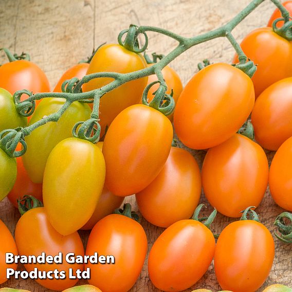 Tomato 'Orange Beauty'