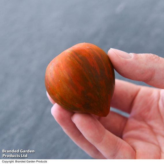 Tomato 'Purple Zebra' (Grafted)