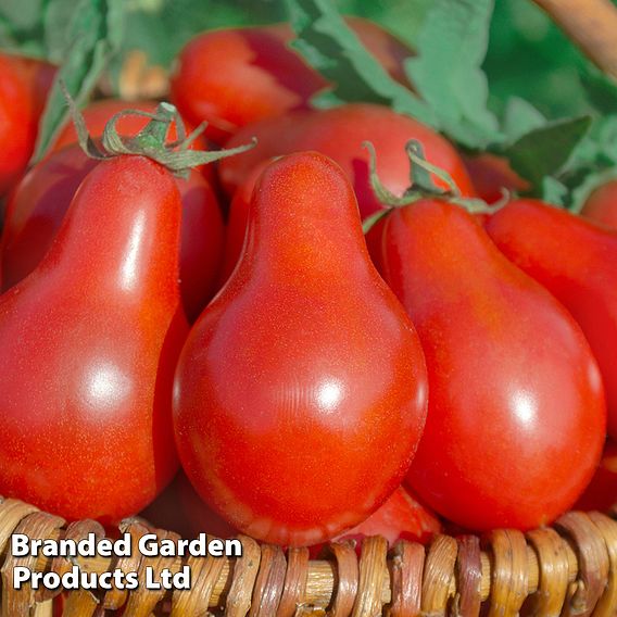 Tomato Red Pear (Organic) Seeds | Suttons