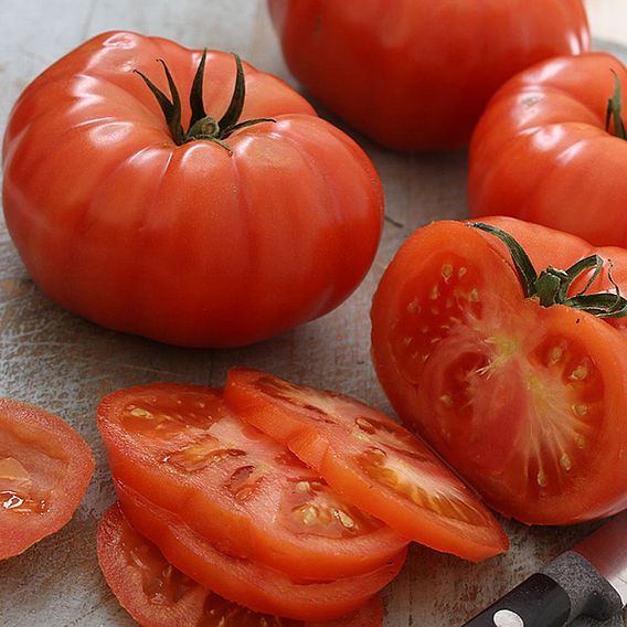 Tomato 'Supersteak' F1 - Seeds