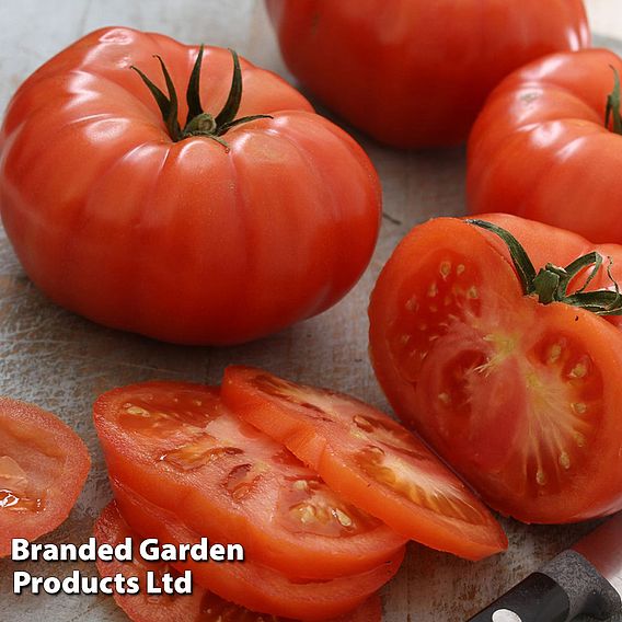 Tomato 'Supersteak' F1 - Seeds