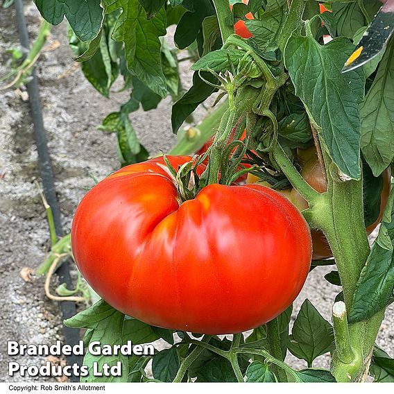 Tomato 'Supersteak' F1 - Seeds