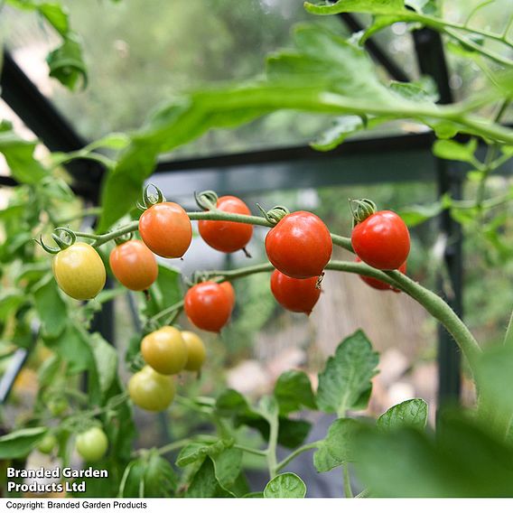 Tomato 'Toddler' F1 - Seeds