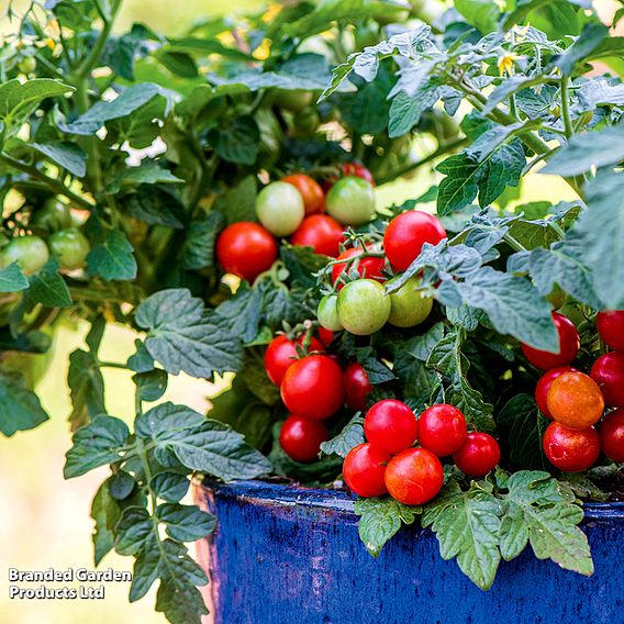 Tomato 'Veranda Red F1 (Determinate)' - Seeds