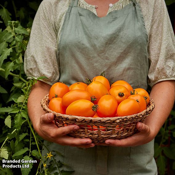 Tomato 'Vivacious' F1 - Seeds