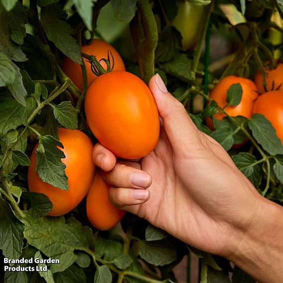 Tomato 'Vivacious' F1 - Seeds