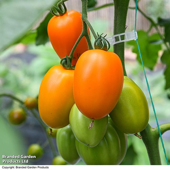 Tomato 'Vivacious' F1 - Seeds