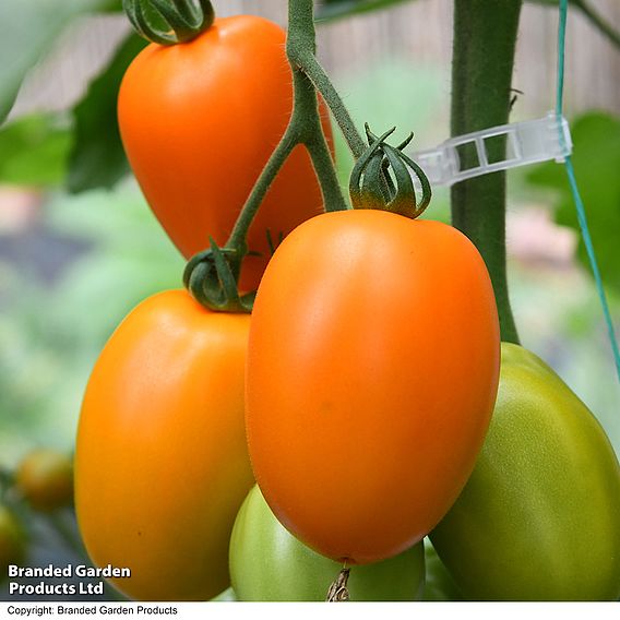 Tomato 'Vivacious' F1 - Seeds