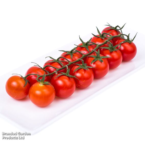 Tomato 'Zuckertraube' (Sugar Grape) - Organic Seeds