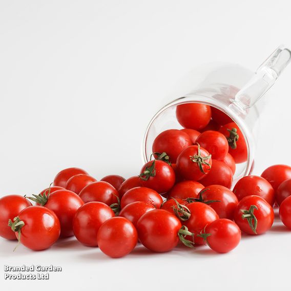 Tomato 'Zuckertraube' (Sugar Grape) - Organic Seeds