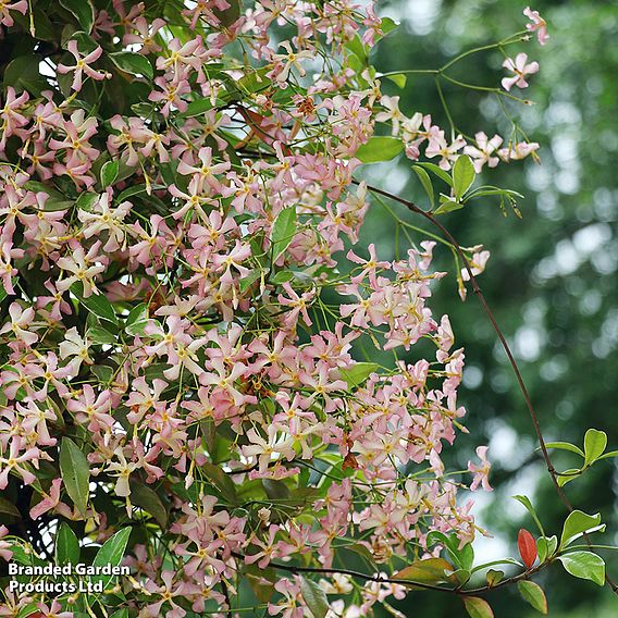 Trachelospermum jasminoides 'Star of Milano'