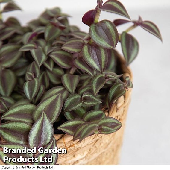 Tradescantia Purple Passion