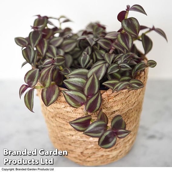 Tradescantia Purple Passion