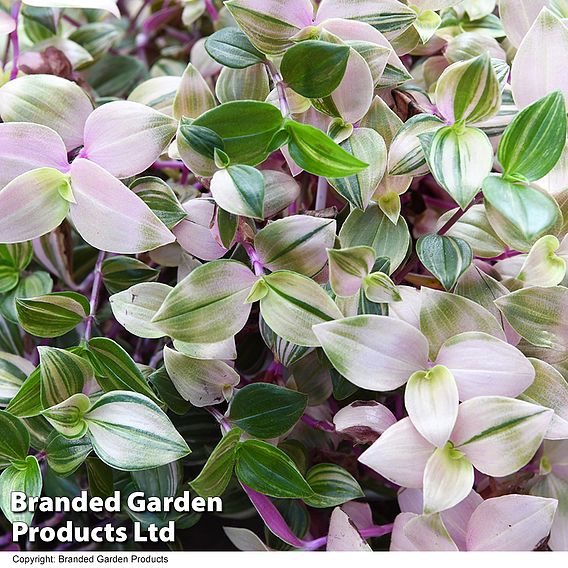 Tradescantia albilfora 'Tricolor Rosa'