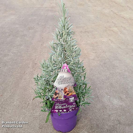 Lavender Christmas Tree - Gift