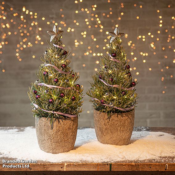 Lavender Christmas Tree - Gift