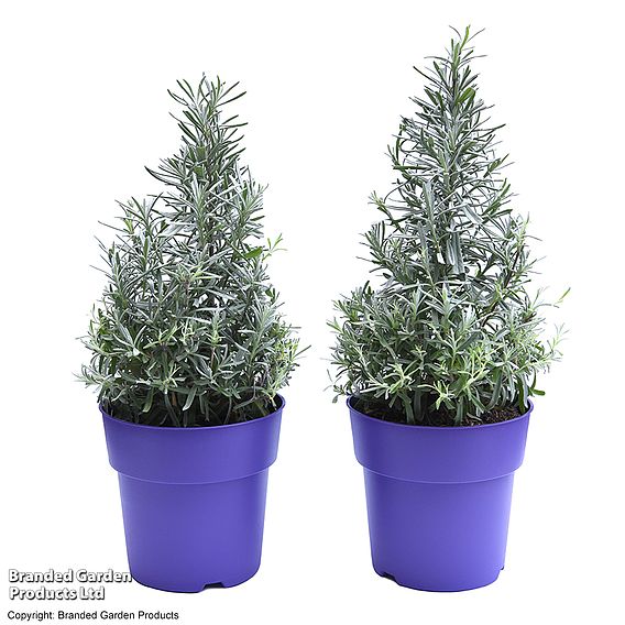 Lavender Christmas Tree - Gift