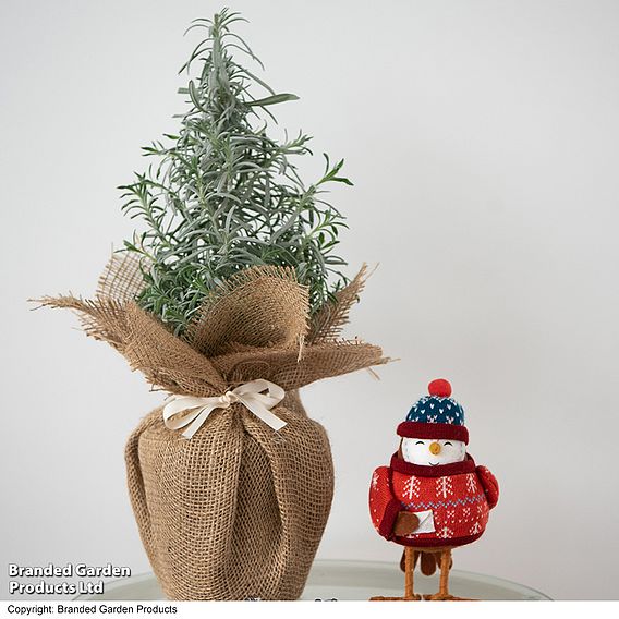 Lavender Christmas Tree - Gift