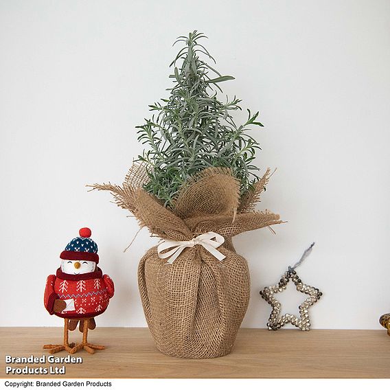 Lavender Christmas Tree - Gift