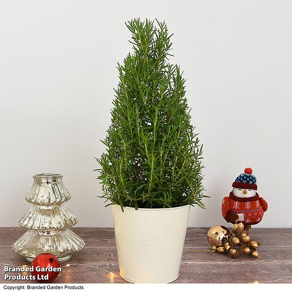 Rosemary Christmas Tree - Gift