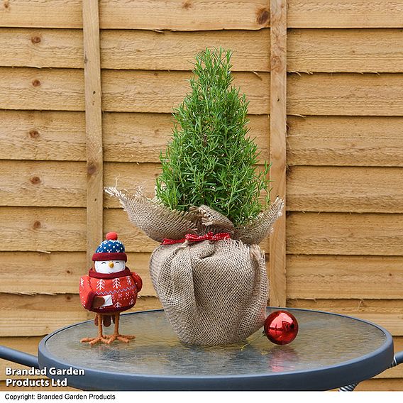 Rosemary Christmas Tree - Gift