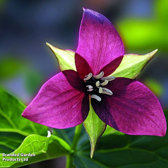 Trillium erectum