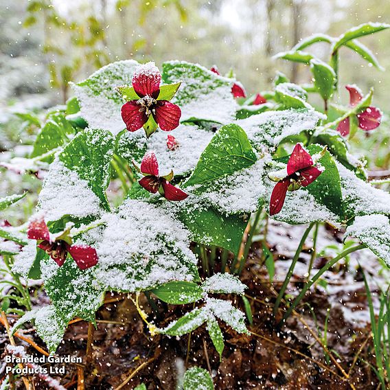 Trillium erectum