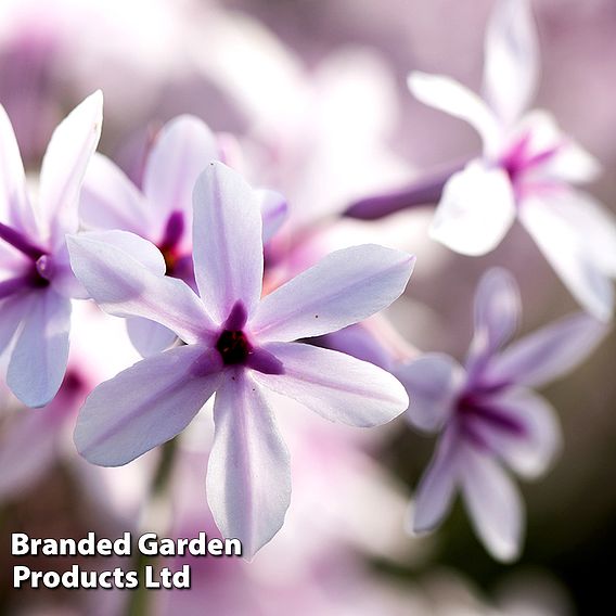 Tulbaghia violacea (Marginal Aquatic)