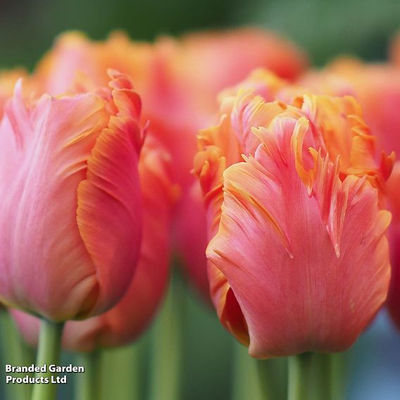 Tulip 'Amazing Parrot'